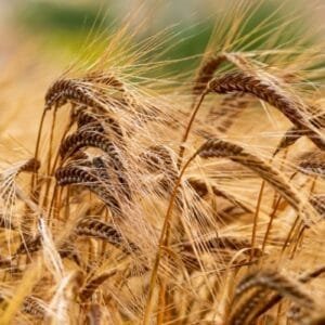 De qué está hecho el whisky Escocés